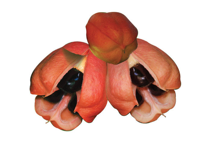 Ackee Fruit