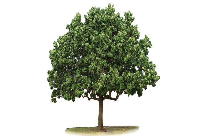 Blue Mahoe Tree