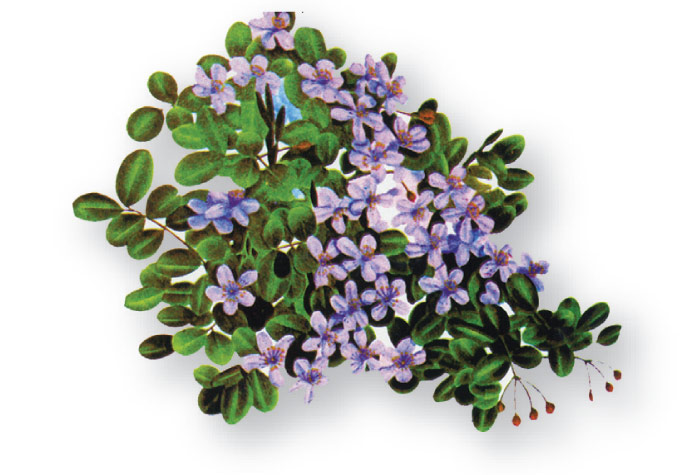 Lignum Vitae
